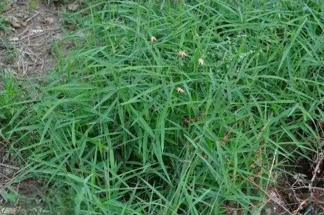 無(wú)芒隱子草