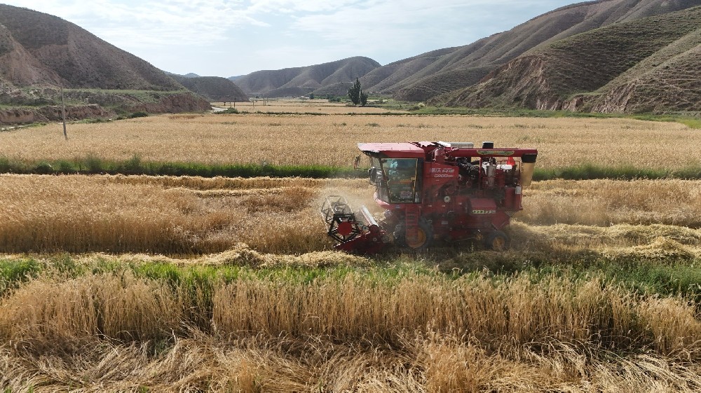 草種迎豐收，田間收獲忙