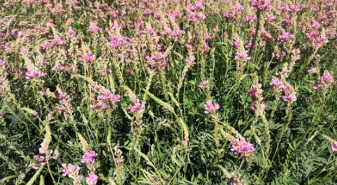 “新農(nóng)5號(hào)”紅豆草