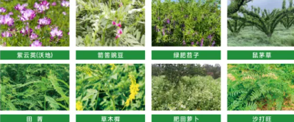 綠肥：有機(jī)農(nóng)業(yè)的 “肥力核心”